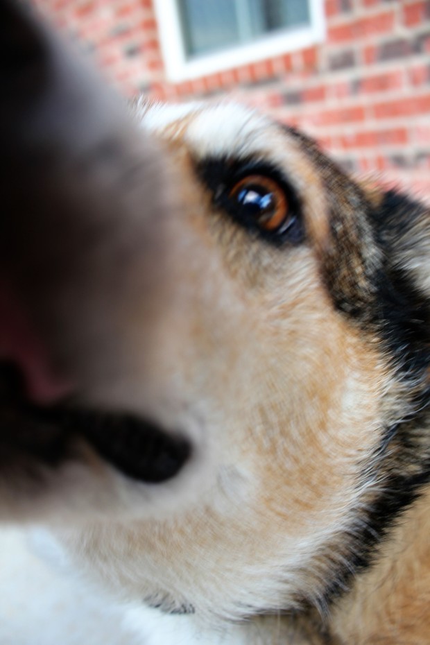 And for your Friday, here is a picture of a Corgi licking my camera lens. Because Corgi's can make even the hardest of hearts smile.